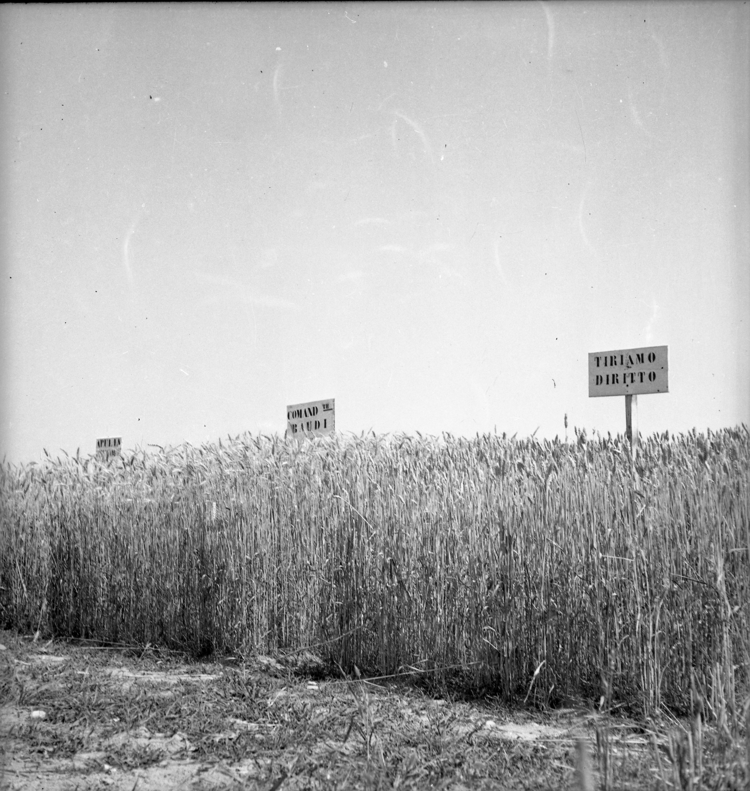 Giovannino Guareschi, Campo di grano, 1941
© Archivio Giovannino Guareschi