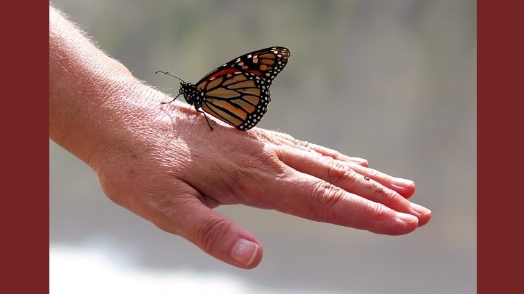 Immagine di una farfalla posata su una mano