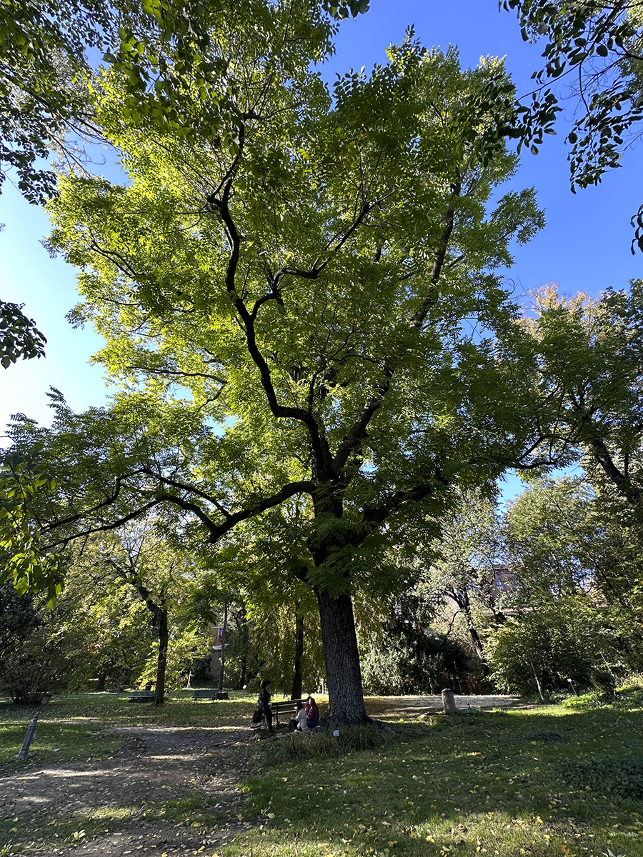 Noce cenerino dell’Orto Botanico di Bologna. Foto di Andrea Scardova