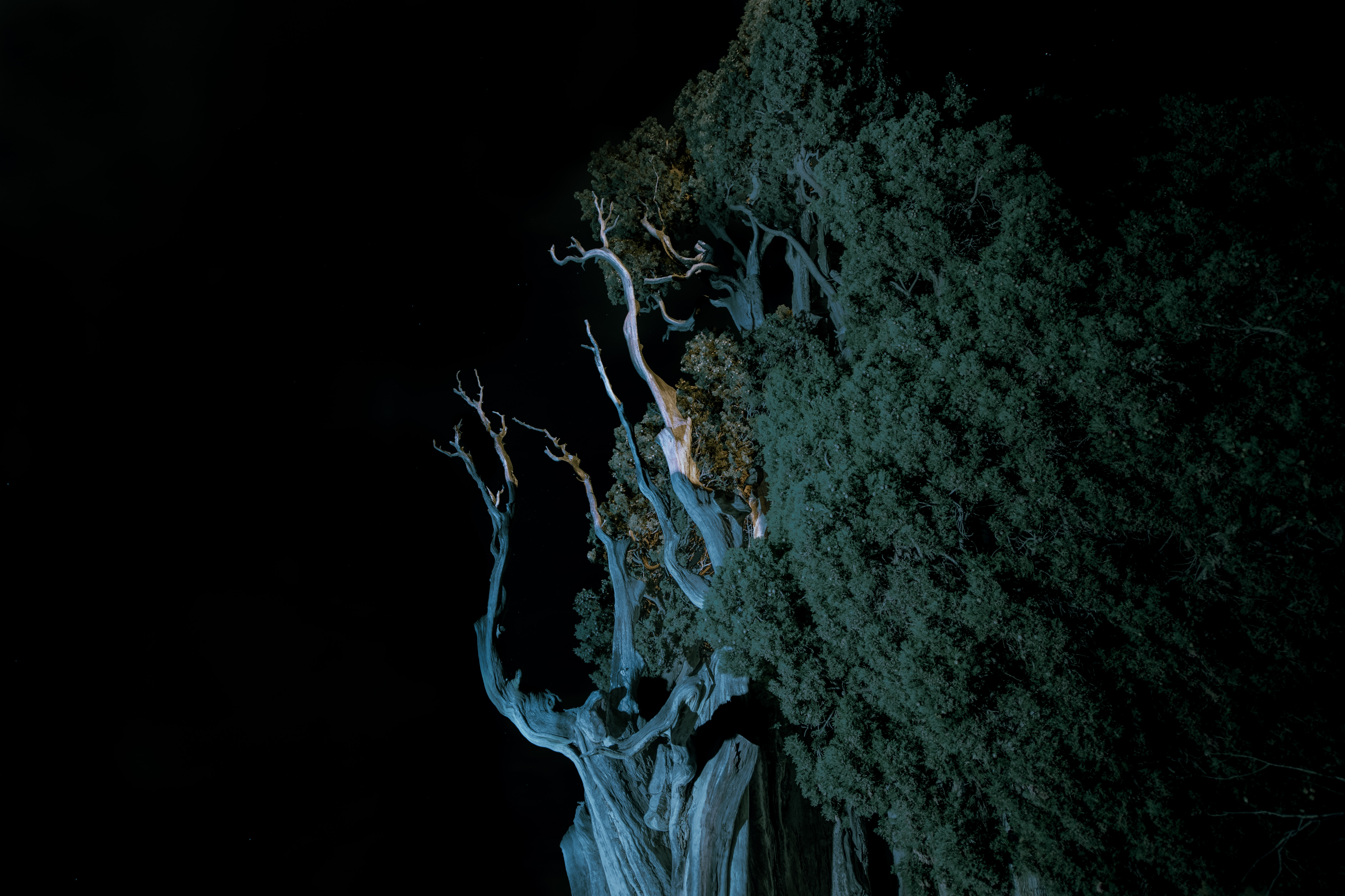Fotografia di Isacco Emiliani tratta dalla mostra "Alberi"