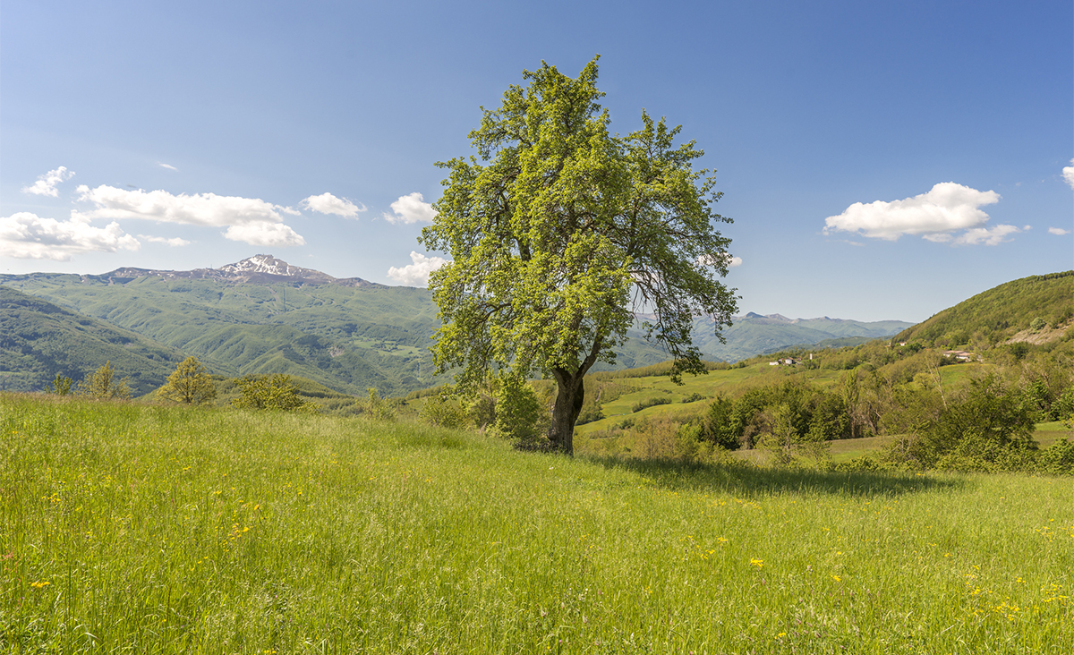 Il Pero monumentale di Lama Mocogno (MO) Località La Santona (sullo sfondo la cima del monte Cimone). Foto di Andrea Scardova
