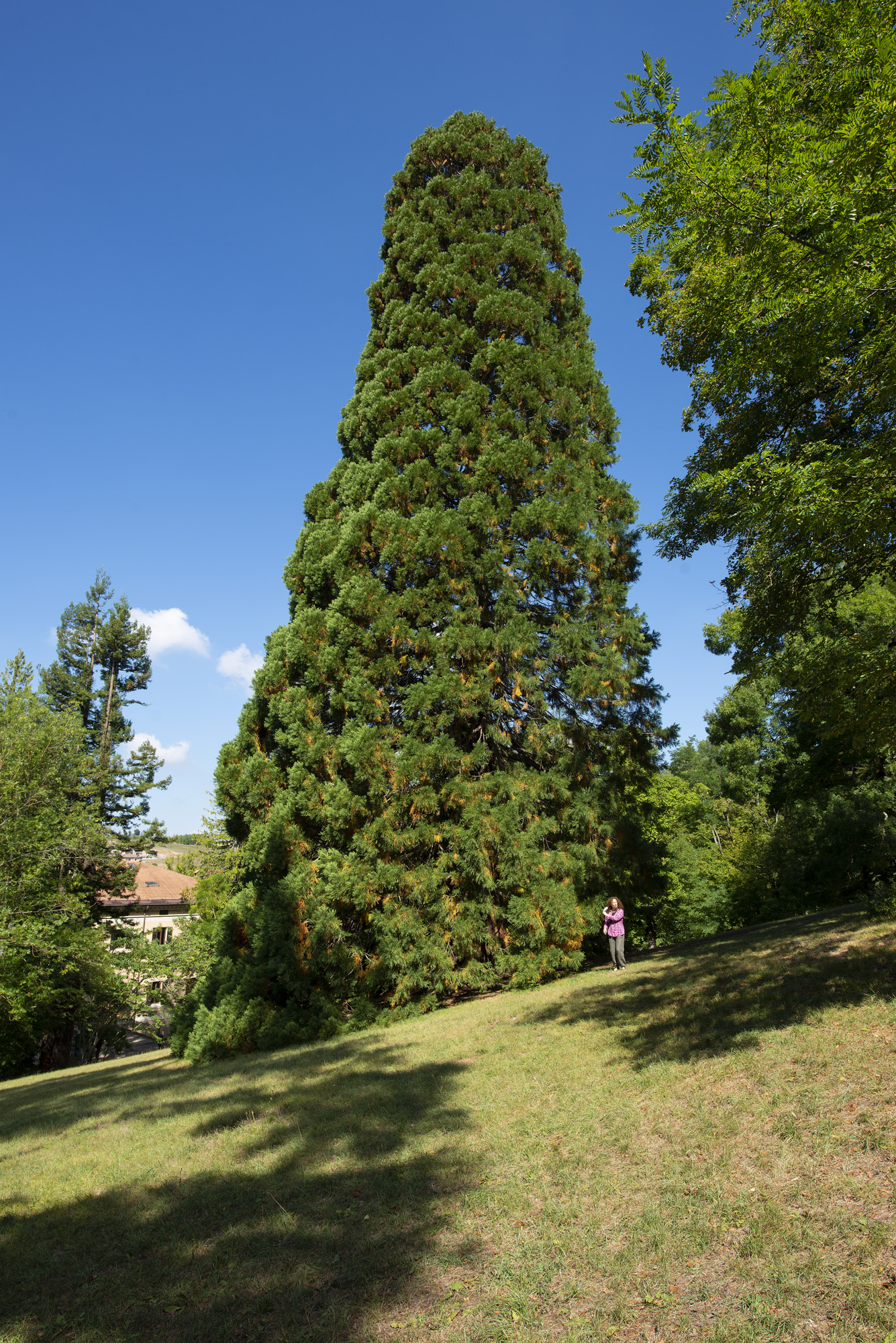 Sequoia gigante del Parco Ducale di Pavullo nel Frignano (MO). Foto Andrea Scardova