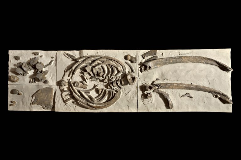 Foto > Musei Civici di Reggio Emilia - Scheletro della balena “Valentina” proveniente da San Valentino (Castellarano) e risalente a 3,6 milioni di anni fa