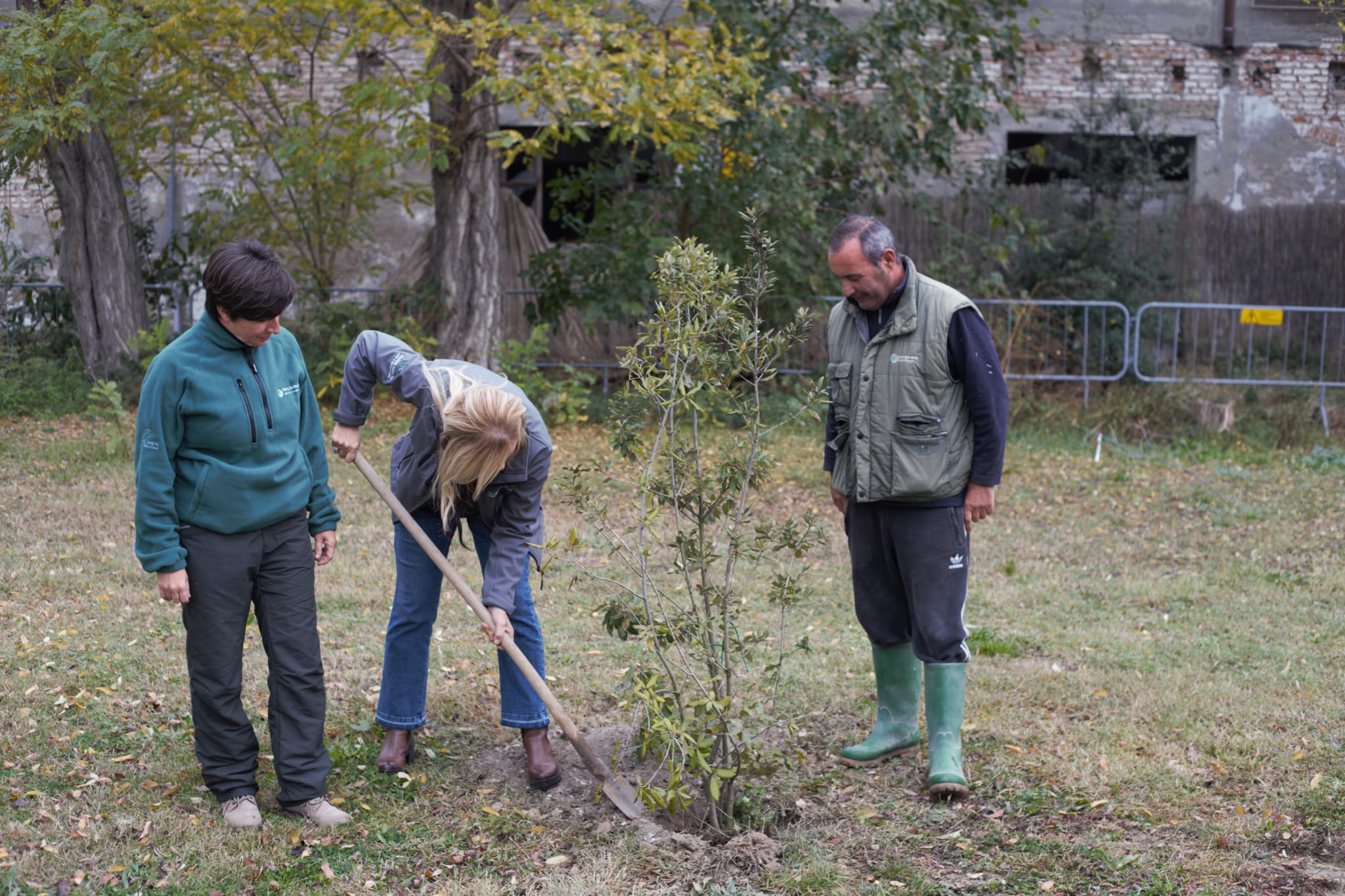 Un albero in più