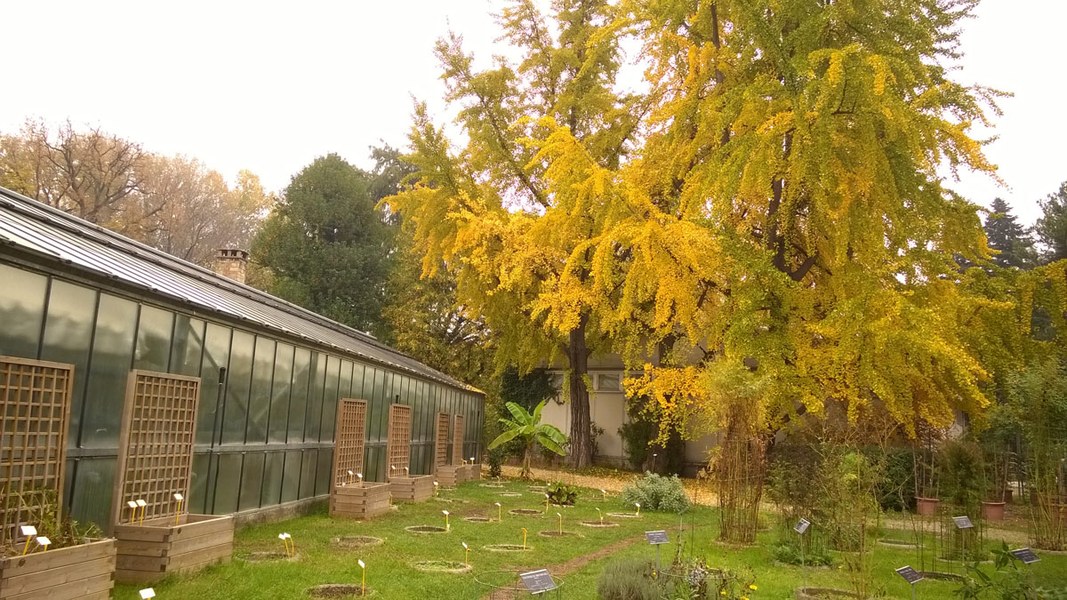 © Orto Botanico ed Erbario | Sistema Museale di Ateneo - Università di Bologna