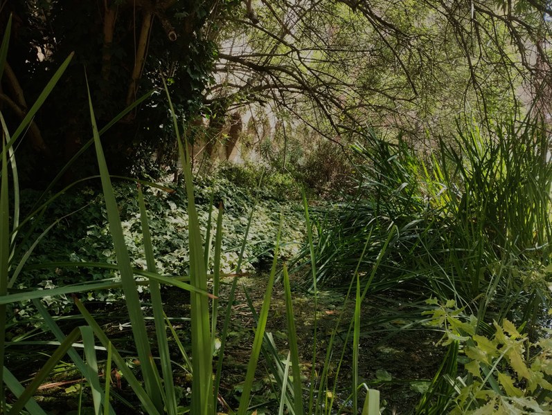 "Natura e arte: alla scoperta del Parco della Rimembranza", foto Comune Cesena