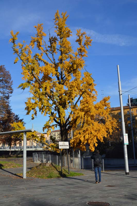 Ginkgo alla Stazione FS di Parma