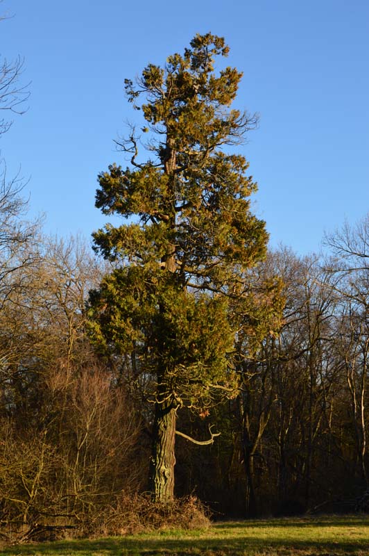 Libocedro nel Parco Regionale dei Boschi di Carrega