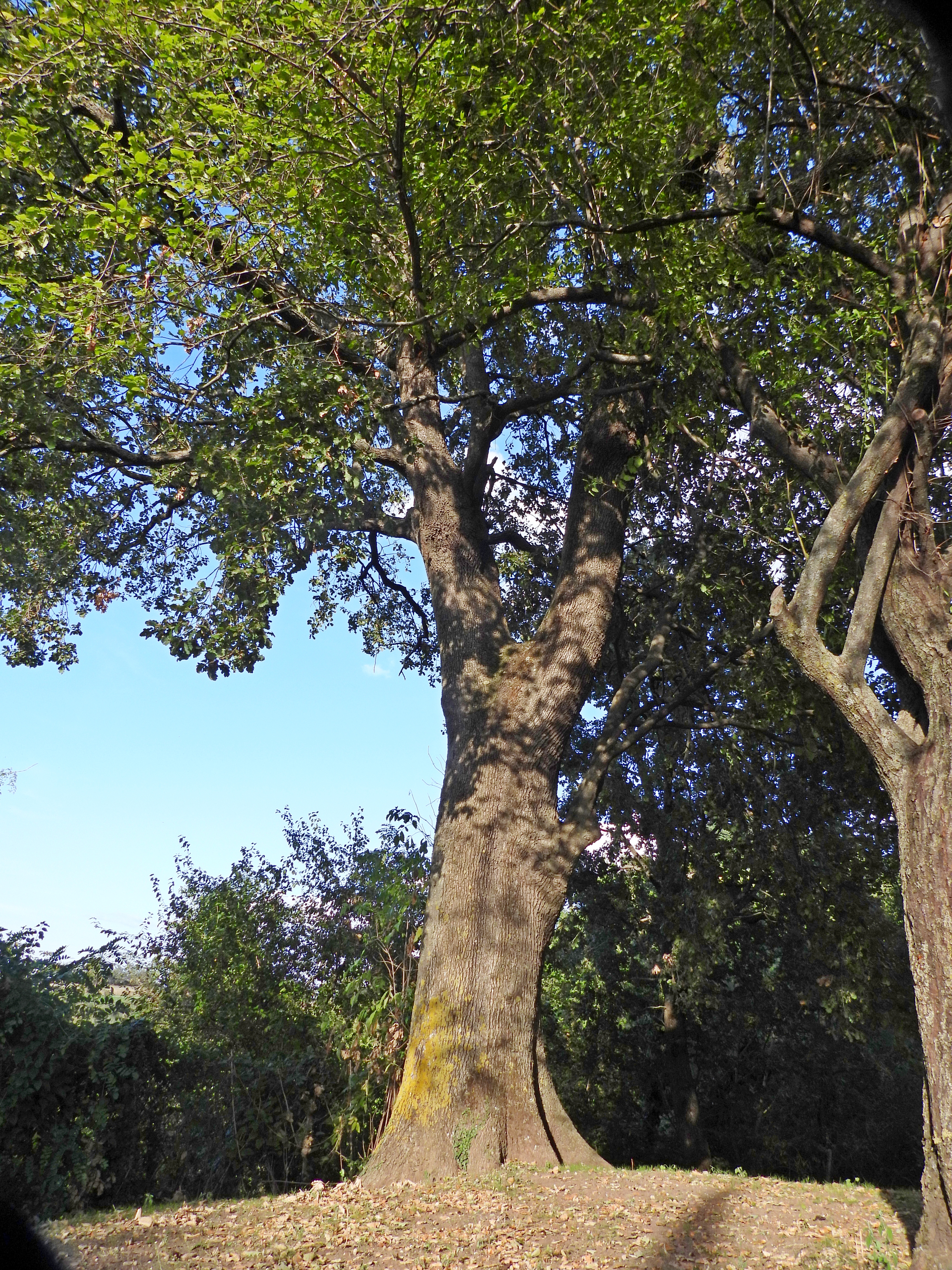Roverella di Via Pian di Port