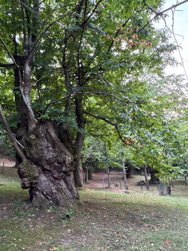  castagno di Vezzolacca